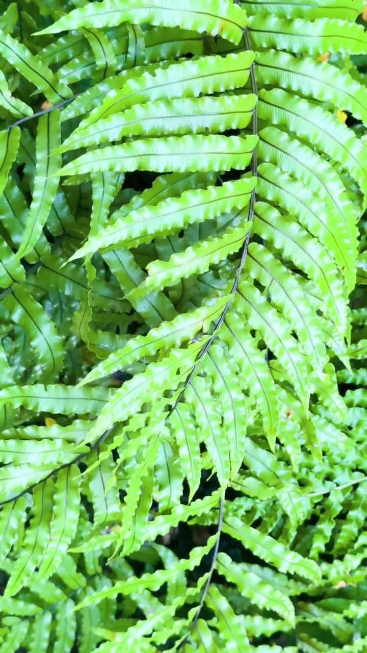 Bright green fern fronds fill the frame as the camera slowly pans, capturing detailed foliage in soft, natural daylight within a New Zealand forest