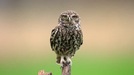 Neugieriger-Anblick-Einer-Kleinen-Eule-Mit-Einem-Auge,-Die-Auf-Einem-Baumstumpf-Sitzt