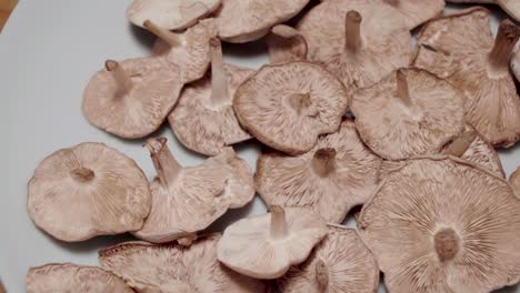 wild mushroom on white plate, closeup pan left