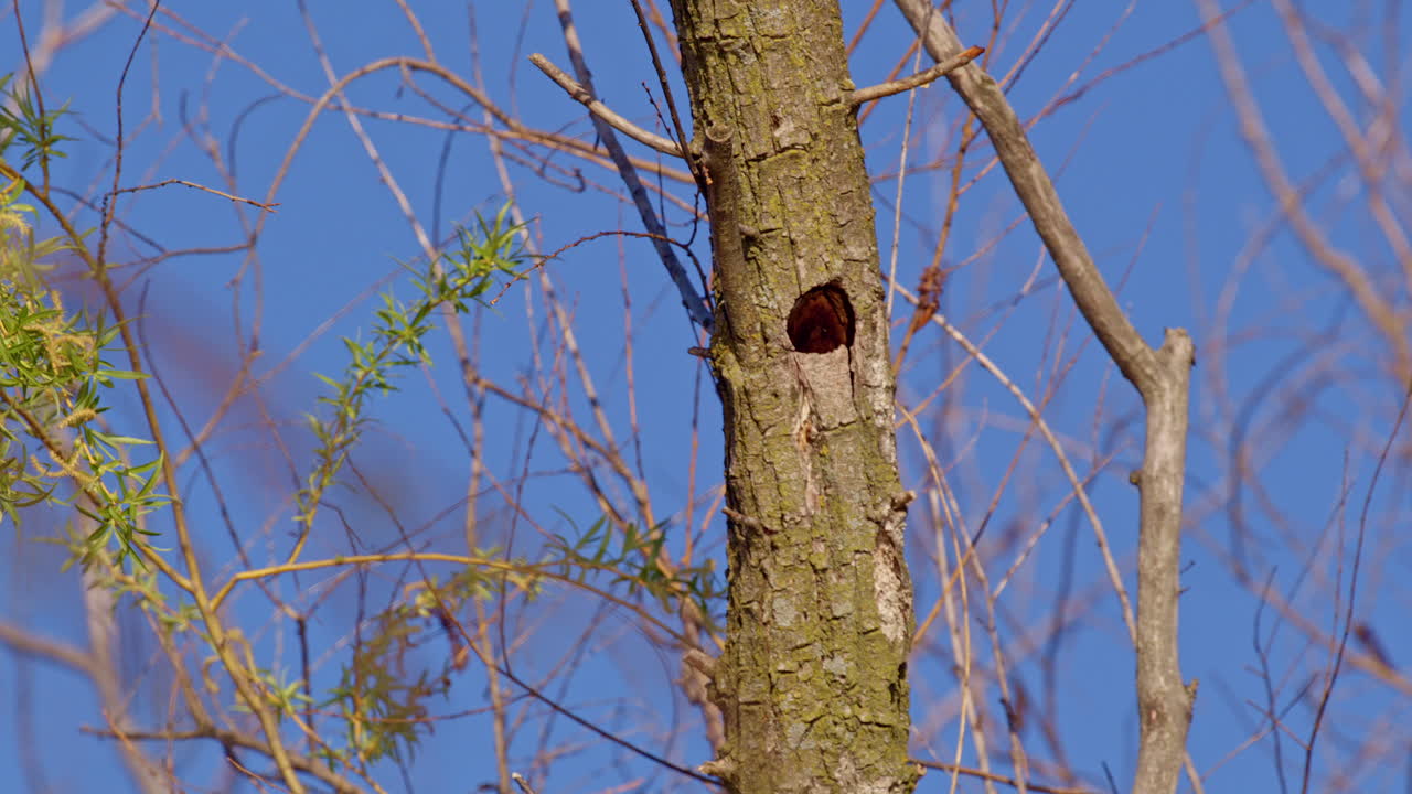 Flying for love—purple martins in stunning slow motion display.