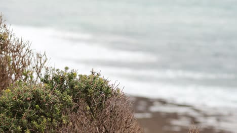 bushes and ocean waves at great ocean road