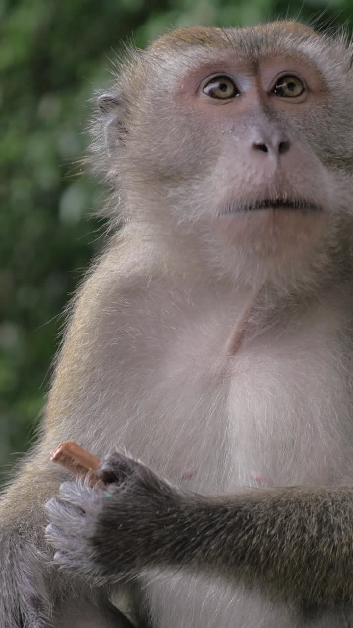 Close-Up of a Macaque Monkey Eating a Snack Outdoors