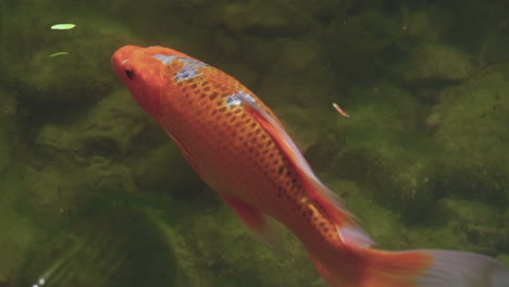 koi fish colored orange, white, and black swim through the greenish waters of the japan zen pond