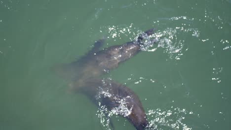 two sea lions swimming in green water