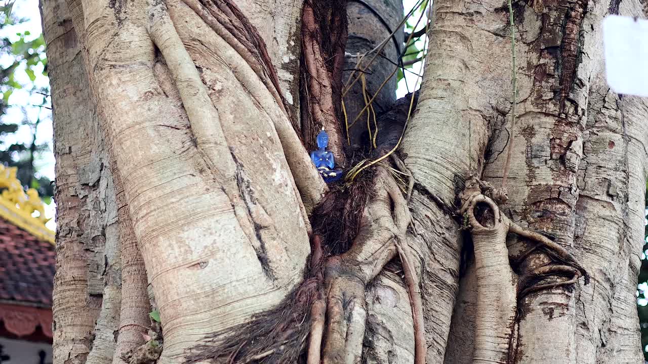 나무 줄기에 자리잡은 부처의 동상