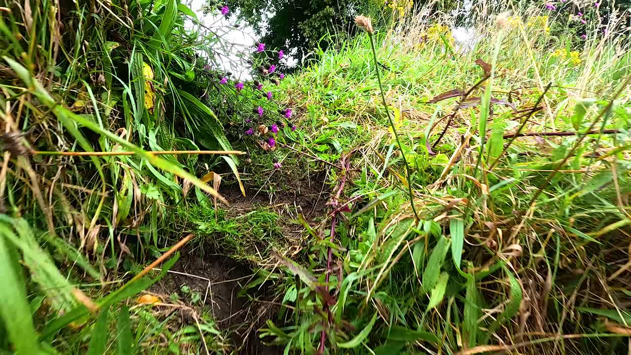 스코틀랜드 의 던드 에 있는 울창 한 초록색 과 야생 꽃