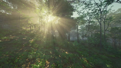 sunbeams shine through the trees in a lush forest