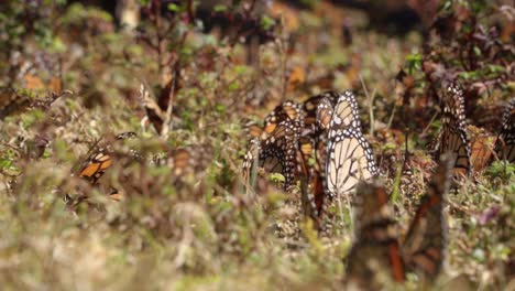 several butterflies up close on the ground