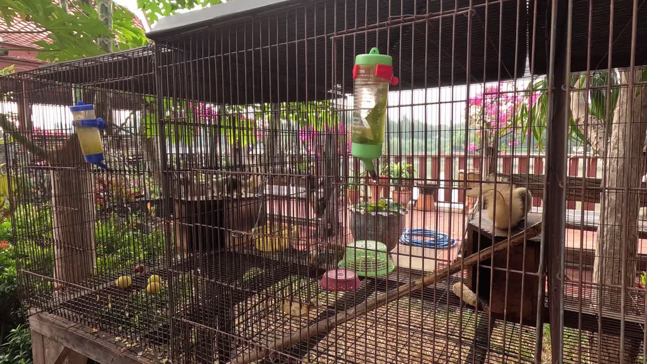 ardilla navegando por una jaula para encontrar comida