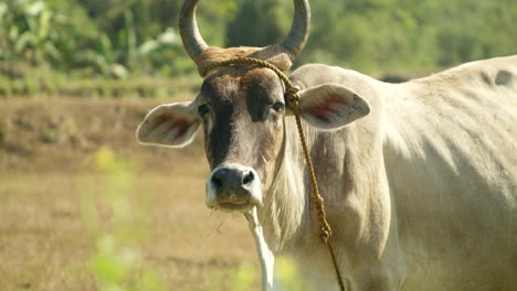 close up of native philippine cow looking at camera and grazing on grass