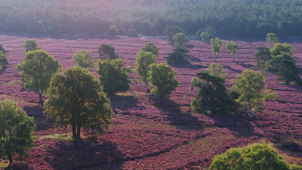 Picturesque Heathland Landscape with Purple Flowers and Trees