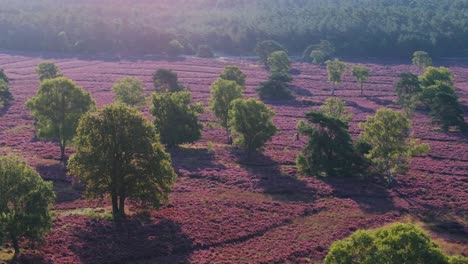 picturesque heathland landscape with purple flowers and trees