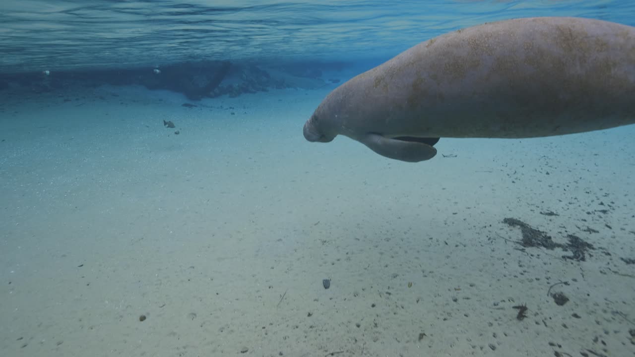 Solitary manatee glides peacefully through a crystal-clear spring, casting soft reflections along the sandy bottom