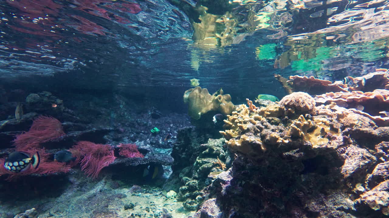 Colorful coral reef underwater, calm tropical scene with fish and soft currents