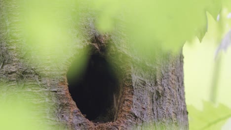 pájaros - gran pájaro carpintero manchado asomándose desde el agujero del nido en el árbol, de cerca