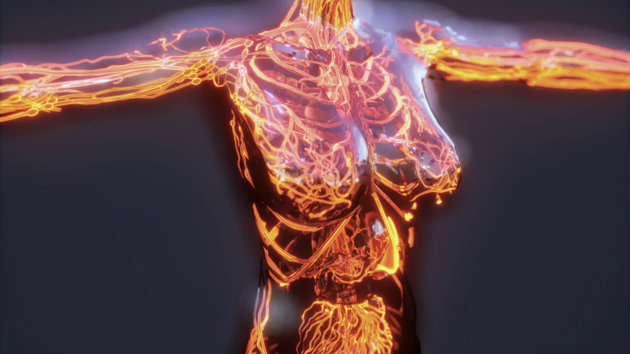 representación de los vasos sanguíneos humanos, las venas y las arterias