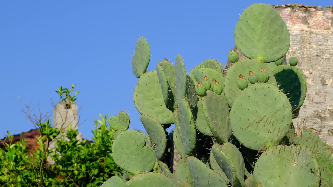 ci sono cactus e rami di alberi nella parte anteriore e due case in pietra sullo sfondo