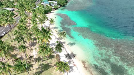 aerial view of ta'ahiamanu beach with tropical palm tees and clear water in moorea, french polynesia