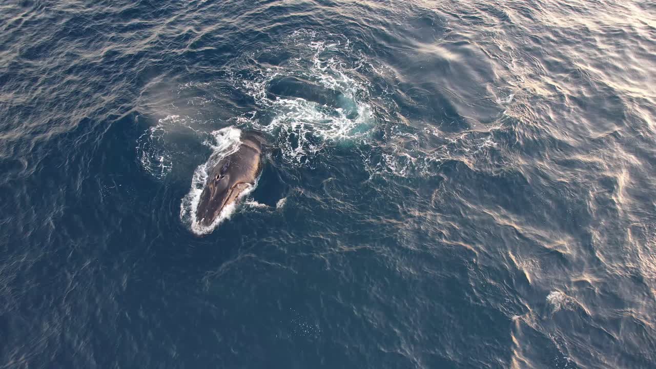 혹등고래는 물을 불어넣고 표면에서 회전합니다.