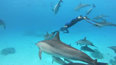 snorkeler under the sea with group of bottlenose dolphins swimming