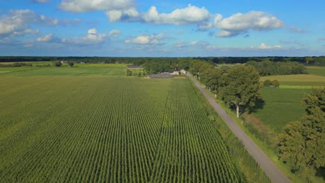 Descendiendo-Por-Encima-De-Cultivos-En-Praderas-Agrícolas-Holandesas-Con-Líneas-Verticales