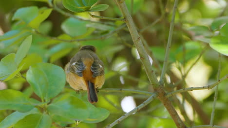 daurian redstart female jumps on shrub twig close-up