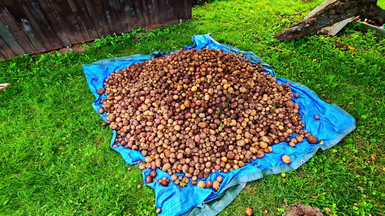 Pile of freshly harvested potatoes on a blue tarp