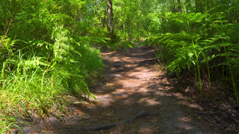 woodland path leading through a lush green woodland forest