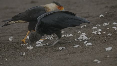 Mönchsgeier-Und-Carcara-Vögel-Jagen-Schildkröteneier-An-Einem-Sandstrand-Im-Regen