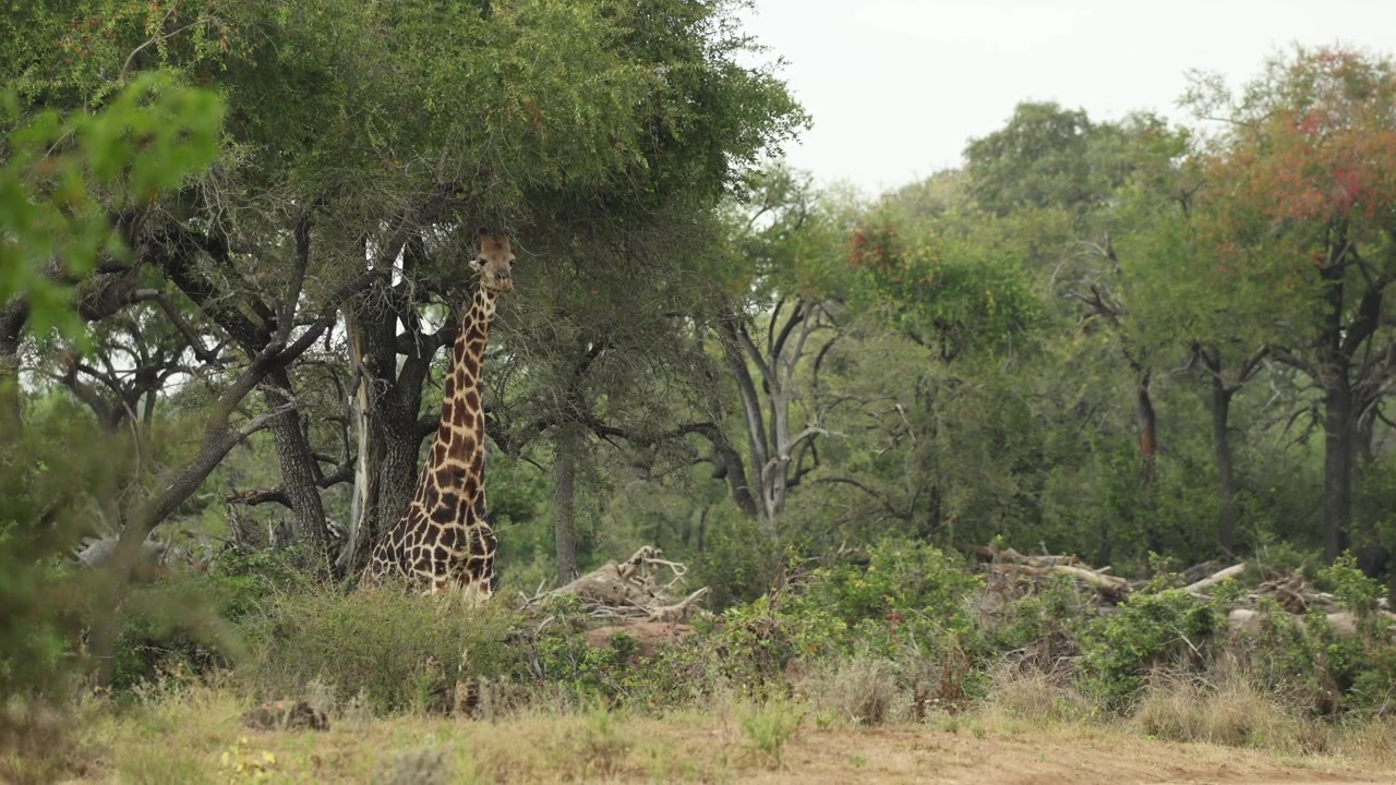 Un maschio di giraffa in piedi sotto un albero e che si nutre delle foglie sopra di lui, Parco Nazionale Kruger, Sudafrica.