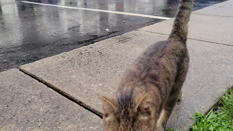 gato atigrado llega a casa después de estar atrapado afuera bajo la lluvia