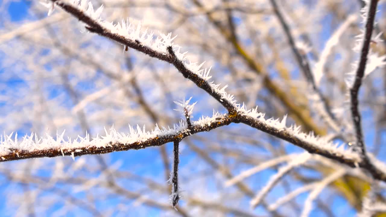 Close up video gliding over a golden brown and winter time tree branch with hoar white forest or ice and snow covering it like spikes during a sunny day with blue sky in the bokeh blurry background