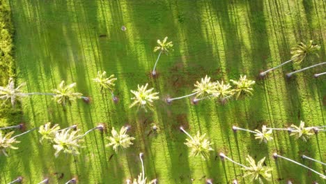 Cinematic-top-down-aerial-footage-of-Coconut-palm-trees