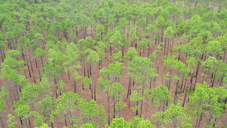 Amplio-Disparo-De-Dron-De-Un-Bosque-De-Pinos-De-Hoja-Larga-Sobre-El-Dosel-De-Los-árboles