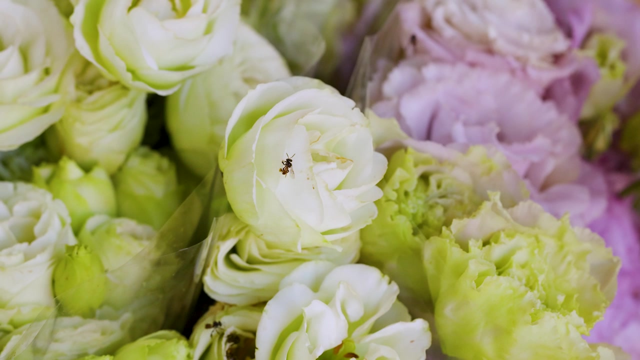 Macro shot of white and pink lisianthus flowers with small bees crawling on petals.