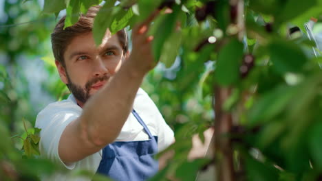 Man-gardener-harvesting-cherry-branches-tree-in-farmland-plantation-portrait