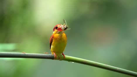 rufous-backed kingfisher or ceyx rufidorsa perching on the branch with food on its mouth with nature background