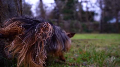 winziger yorkshire-hundebegleiter pinkelt in zeitlupe auf einen baum