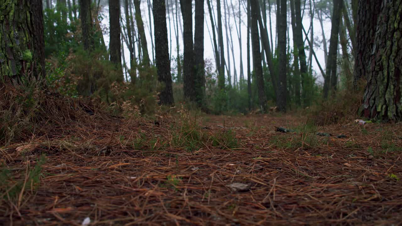 Bosvoorgrond bedekt met oude gedroogde bladeren en takjes