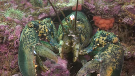 langosta en el fondo del mar mientras bucea en las frías aguas del océano atlántico