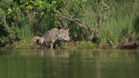 grey wolf near water