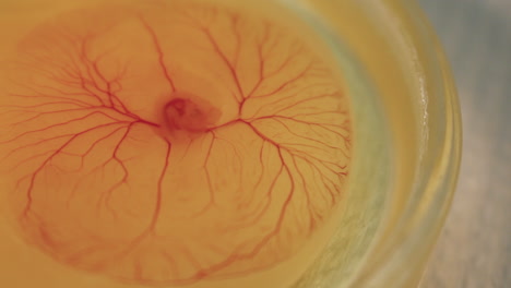 pan view of incubated chicken embryo heart beating and vessels in a egg, macro