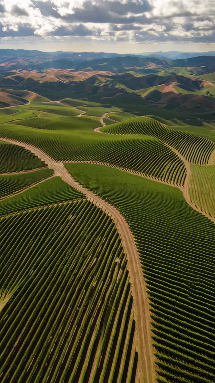 Una vista aerea di una vigna