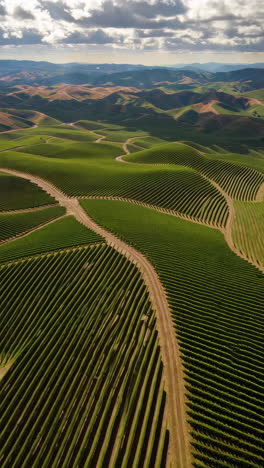 aerial view of a vineyard