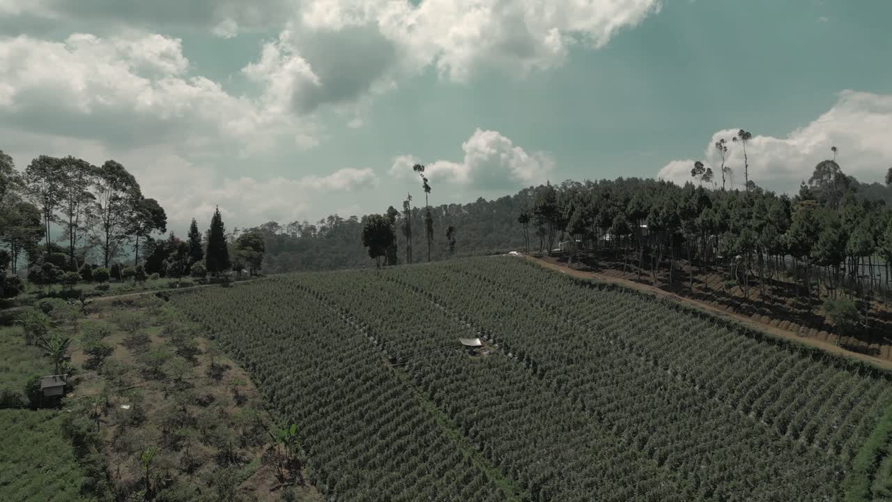 Tea Farm at Cimenyan, West Java Indonesia