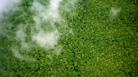 aerial footage revealing the great smokies swallowed in morning fog