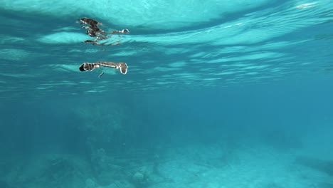 Una-Hermosa-Tortuga-Marina-Nadando-Tranquilamente-En-El-Océano-Azul-Turquesa