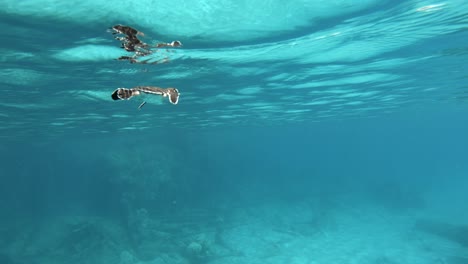 una hermosa tortuga marina nadando tranquilamente en el océano azul turquesa