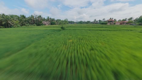 Bali-Rice-fields,-paddy-fields,-fast-FPV-drone-flight-of-Balinese-rice-terraces-in-Ubud