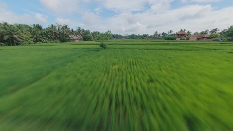 bali rice fields, paddy fields, fast fpv drone flight of balinese rice terraces in ubud